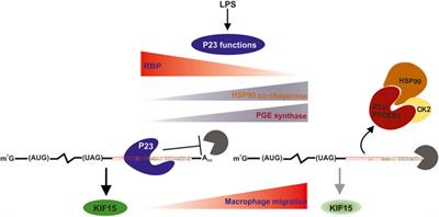 P23 Acts as Functional RBP in the Macrophage Inflammation Response